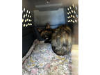 Adopt Fruity a All Black Domestic Shorthair / Mixed Breed (Medium) / Mixed