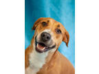 Adopt Maggie a Tan/Yellow/Fawn Mixed Breed (Small) / Mixed Breed (Medium) /