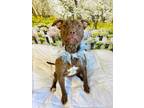 Adopt Guppy a Brown/Chocolate Mixed Breed (Medium) / Mixed Breed (Medium) /