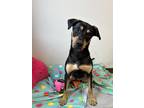 Adopt Apollo a Black Labrador Retriever / Hound (Unknown Type) / Mixed (short