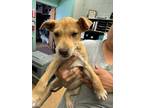 Adopt Pancha a Tan/Yellow/Fawn American Pit Bull Terrier / Mixed Breed (Medium)