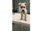 Adopt Casey Junior a Brindle Labrador Retriever / Golden Retriever / Mixed