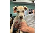 Adopt Sancho a Brindle American Pit Bull Terrier / Mixed Breed (Medium) / Mixed