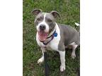 Adopt Wilma a Black American Pit Bull Terrier / Mixed Breed (Medium) / Mixed