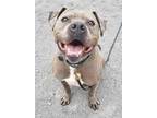 Adopt Bobo a Black American Pit Bull Terrier / Mixed Breed (Medium) / Mixed