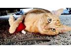 Adopt Simon a Orange or Red Domestic Shorthair / Mixed Breed (Medium) / Mixed