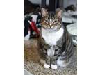 Adopt Ramsay a Brown Tabby Domestic Shorthair / Mixed Breed (Medium) / Mixed