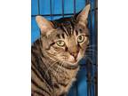 Adopt Mokie a Brown Tabby Domestic Shorthair / Mixed Breed (Medium) / Mixed