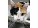 Adopt Heidi a White Domestic Shorthair / Mixed Breed (Medium) / Mixed (short