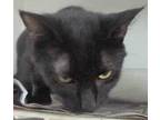 Adopt Chloee a All Black Domestic Shorthair / Mixed Breed (Medium) / Mixed