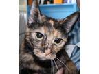 Adopt Caprica a All Black Domestic Shorthair / Mixed Breed (Medium) / Mixed