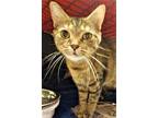 Adopt Dottie a Brown Tabby Domestic Shorthair / Mixed Breed (Medium) / Mixed