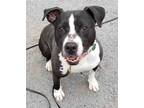 Adopt Boston a Black American Pit Bull Terrier / Mixed Breed (Medium) / Mixed