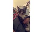 Adopt Momma Cat a Brown Tabby Domestic Shorthair / Mixed Breed (Medium) / Mixed