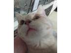 Adopt Carter a White Domestic Shorthair / Mixed Breed (Medium) / Mixed (short