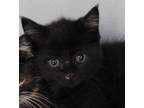 Adopt Brakenfur a All Black Domestic Shorthair / Mixed Breed (Medium) / Mixed