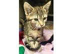 Adopt Venus a Brown Tabby Domestic Shorthair / Mixed Breed (Medium) / Mixed