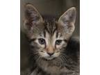 Adopt Toby a Brown Tabby Domestic Shorthair / Mixed Breed (Medium) / Mixed