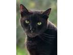 Adopt Apollo a All Black Domestic Shorthair / Mixed Breed (Medium) / Mixed