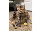 Adopt Cheyenne a Brown Tabby Domestic Shorthair / Mixed Breed (Medium) / Mixed