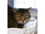 Adopt Juliette a Brown Tabby Domestic Shorthair / Mixed Breed (Medium) / Mixed