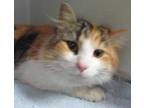 Adopt Calie a White Domestic Mediumhair / Mixed Breed (Medium) / Mixed (short