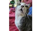 Adopt Neville a White Domestic Shorthair / Mixed Breed (Medium) / Mixed (short