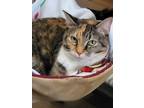 Adopt Princess a All Black Domestic Shorthair / Mixed Breed (Medium) / Mixed