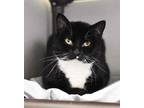 Adopt Blackberry a All Black Domestic Shorthair / Mixed Breed (Medium) / Mixed