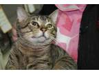 Adopt Carlos a All Black Domestic Shorthair / Mixed Breed (Medium) / Mixed