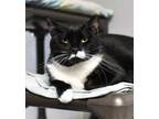 Adopt Rudolph a All Black Domestic Shorthair / Mixed Breed (Medium) / Mixed