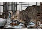 Adopt Cinna a Brown Tabby Domestic Shorthair / Mixed Breed (Medium) / Mixed