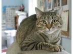 Adopt Daphne a Brown Tabby Domestic Shorthair / Mixed Breed (Medium) / Mixed