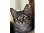 Adopt Tessa a Gray or Blue Domestic Shorthair / Mixed Breed (Medium) / Mixed