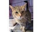 Adopt Meara a Brown Tabby Domestic Shorthair / Mixed Breed (Medium) / Mixed