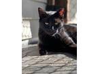 Adopt Blaine a All Black Domestic Shorthair / Mixed Breed (Medium) / Mixed
