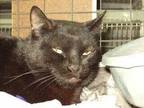 Adopt Baby a All Black Domestic Shorthair / Mixed Breed (Medium) / Mixed (short