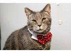 Adopt Nene a Brown Tabby Domestic Shorthair / Mixed Breed (Medium) / Mixed