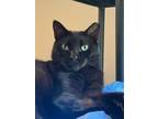 Adopt Ronald a All Black Domestic Shorthair / Mixed Breed (Medium) / Mixed