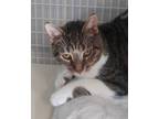 Adopt Tilda a Brown Tabby Domestic Shorthair / Mixed Breed (Medium) / Mixed