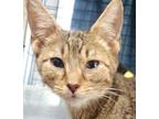 Adopt Wes a Brown Tabby Domestic Shorthair / Mixed Breed (Medium) / Mixed (short