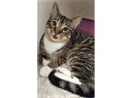 Adopt Cora a Brown Tabby Domestic Shorthair / Mixed Breed (Medium) / Mixed