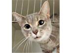 Adopt Chia a Gray or Blue Domestic Shorthair / Mixed Breed (Medium) / Mixed