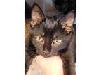 Adopt Tristan a All Black Domestic Shorthair / Mixed Breed (Medium) / Mixed