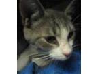 Adopt Nacho a Gray or Blue Domestic Shorthair / Mixed Breed (Medium) / Mixed