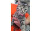 Adopt betty a Brown Tabby Domestic Shorthair / Mixed Breed (Medium) / Mixed