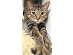 Adopt Budda a Brown Tabby Domestic Shorthair / Mixed Breed (Medium) / Mixed