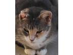 Adopt Van Gogh a Brown Tabby Domestic Shorthair / Mixed Breed (Medium) / Mixed