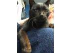 Adopt Kentley a All Black Domestic Shorthair / Mixed Breed (Medium) / Mixed