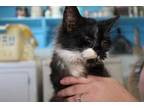 Adopt kovu a All Black Domestic Shorthair / Mixed Breed (Medium) / Mixed (short